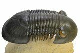 Flying Paralejurus Trilobite - Orange Eye Preservation! #310622-2